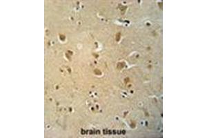 WWC3 antibody (C-term) immunohistochemistry analysis in formalin fixed and paraffin embedded human brain tissue followed by peroxidase conjugation of the secondary antibody and DAB staining. (WWC3 抗体  (C-Term))