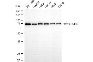 Western blotting analysis using LRCH4 antibody (ABIN7799256).