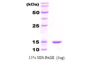 SDS-PAGE (SDS) image for Co-Chaperonin GroES (GroES) protein (ABIN666826) (GroES 蛋白)