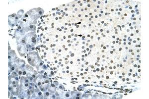 RNF6 antibody was used for immunohistochemistry at a concentration of 4-8 ug/ml to stain Pancreas islet cell (arrows) in Mouse Pancreas. (RNF6 抗体  (N-Term))