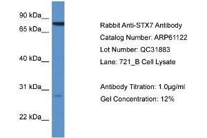 Western Blotting (WB) image for anti-Syntaxin 7 (STX7) (N-Term) antibody (ABIN2788683) (Syntaxin 7 抗体  (N-Term))