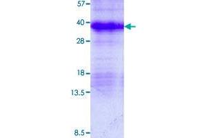 MFAP2 Protein (AA 18-183) (His tag)