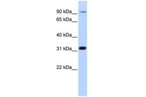 Image no. 1 for anti-Cyclin M4 (CNNM4) (C-Term) antibody (ABIN6741059) (CNNM4 抗体  (C-Term))
