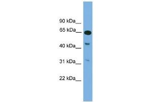 WB Suggested Anti-Npas1 Antibody Titration: 0. (NPAS1 抗体  (Middle Region))