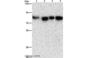 Western blot analysis of Hela, 231, hepG2 and Raji cell, using MAD1L1 Polyclonal Antibody at dilution of 1:500 (MAD1L1 抗体)