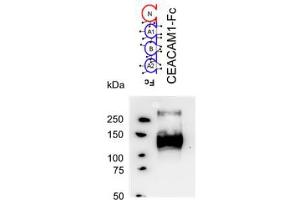 Western Blotting (WB) image for anti-Carcinoembryonic Antigen-Related Cell Adhesion Molecule 1 (CEACAM1) antibody (ABIN614760) (CEACAM1 抗体)