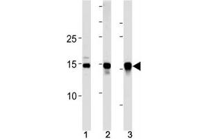 SUMO2/3 antibody western blot analysis in (10 U251 cells, (2)  mouse liver and (3) rat liver lysate. (SUMO2/3 抗体  (AA 49-81))