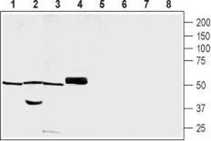Western blot analysis of rat brain membrane (lanes 1 and 5), rat skeletal muscle lysate (lanes 2 and 6), rat heart lysate (lanes 3 and 7) and mouse heart membrane (lanes 4 and 8): - 1-4. (PACSIN3 抗体  (Intracellular))
