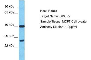Host: Rabbit Target Name: SMCR7 Sample Type: MCF7 Whole Cell lysates Antibody Dilution: 1. (SMCR7 抗体  (N-Term))