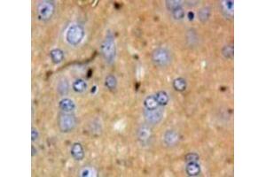 Used in DAB staining on fromalin fixed paraffin-embedded Brain tissue (ECF 抗体  (AA 24-97))