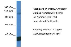 Western Blotting (WB) image for anti-Myosin Phosphatase, Target Subunit 1 (PPP1R12A) (C-Term) antibody (ABIN2774306) (PPP1R12A 抗体  (C-Term))