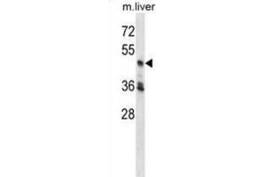 Western Blotting (WB) image for anti-Cyclin-Dependent Kinase 18 (CDK18) antibody (ABIN2998367) (CDK18 抗体)