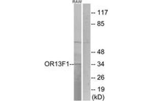 Western Blotting (WB) image for anti-Olfactory Receptor, Family 13, Subfamily F, Member 1 (OR13F1) (AA 241-290) antibody (ABIN2890966) (OR13F1 抗体  (AA 241-290))