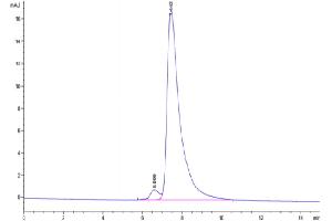 The purity of Human TLT-1 is greater than 95 % as determined by SEC-HPLC. (TREML1 Protein (AA 16-162) (Fc Tag))