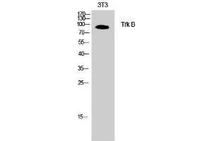 Western Blotting (WB) image for anti-Neurotrophic Tyrosine Kinase, Receptor, Type 2 (NTRK2) (Thr185) antibody (ABIN3187346) (TRKB 抗体  (Thr185))
