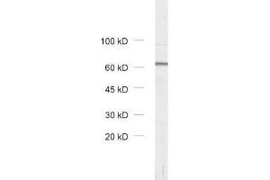 dilution: 1 : 1000, sample: rat brain homogenate (VPS33A 抗体)