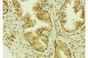 ABIN6277304 at 1/100 staining Mouse colon tissue by IHC-P. (CCL28 抗体  (C-Term))