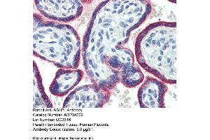 Immunohistochemistry with Human Placenta lysate tissue at an antibody concentration of 5. (ASH2L 抗体  (Middle Region))