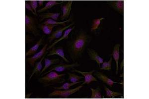 Image no. 2 for anti-Activating Transcription Factor 2 (ATF2) (Thr53), (Thr71) antibody (ABIN197149) (ATF2 抗体  (Thr53, Thr71))