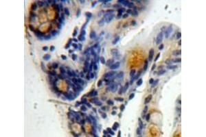 Immunohistochemistry (IHC) image for anti-Prostaglandin E Receptor 3 (Subtype EP3) (PTGER3) (AA 217-390) antibody (ABIN7442219)