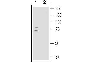 Western blot analysis of human  MG glioma cell line lysate:1. (Sodium Hydrogen Exchanger 7 (SLC9A7) Peptide)