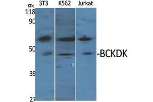 Western Blot (WB) analysis of specific cells using BCKDK Polyclonal Antibody. (BCKDK 抗体  (N-Term))