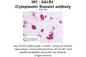 Image no. 1 for anti-Galanin Receptor 3 (GALR3) (1st Cytoplasmic Domain) antibody (ABIN1734573) (GALR3 抗体  (1st Cytoplasmic Domain))