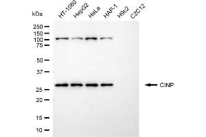 Western blotting analysis using CINP antibody (ABIN7798087).