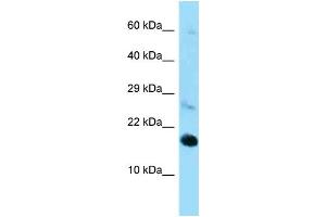 Western Blotting (WB) image for anti-Ribosomal Protein L22 (RPL22) (C-Term) antibody (ABIN2789541) (RPL22 抗体  (C-Term))