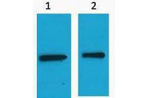 Western Blotting (WB) image for anti-Enhanced Yellow Fluorescent Protein (eYFP) antibody (ABIN3181256) (eYFP 抗体)
