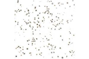 Immunocytochemistry (ICC) image for anti-Thrombomodulin (THBD) (AA 17-517) antibody (ABIN7795654)