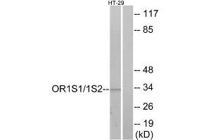 Western Blotting (WB) image for anti-Olfactory Receptor, Family 1, Subfamily S, Member 1/2 (OR1S1/OR1S2) (C-Term) antibody (ABIN1853200) (OR1S1/1S2 抗体  (C-Term))