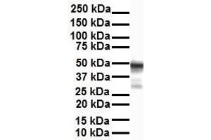Western Blotting (WB) image for anti-Enolase 1 (ENO1) (Middle Region) antibody (ABIN2775758)