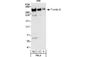 Western Blotting (WB) image for anti-Filamin A, alpha (FLNA) (AA 400-450) antibody (ABIN7454529) (Filamin A 抗体  (AA 400-450))