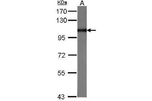 WB Image Sample (30 ug of whole cell lysate) A:NIH-3T3 7. (MVP 抗体  (C-Term))