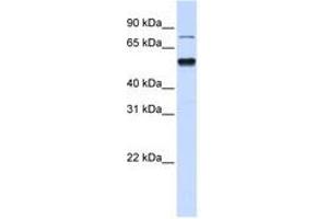 Image no. 1 for anti-Zinc Finger Protein 773 (ZNF773) (N-Term) antibody (ABIN6740649) (ZNF773 抗体  (N-Term))