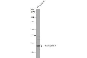 WB Image Mouse tissue extract (50 μg) was separated by 7. (Neuregulin 1 抗体)