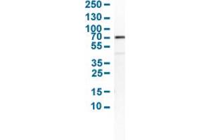Western Blot analysis of human cell line SCLC-21H. (SMAD4 抗体  (AA 118-240))