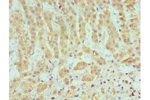 Immunohistochemistry of paraffin-embedded human adrenal gland tissue using ABIN7166366 at dilution of 1:100 (SERPINA1 抗体  (AA 165-444))