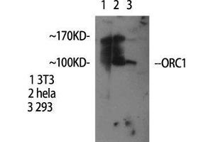 Western Blot (WB) analysis of specific cells using ORC1 Polyclonal Antibody. (ORC1 抗体  (Internal Region))