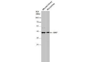 WB Image Various tissue extracts (50 μg) were separated by 10% SDS-PAGE, and the membrane was blotted with RAP antibody [N1C3] , diluted at 1:1000. (LRPAP1 抗体  (Center))