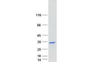 Western Blotting (WB) image for RAB27B, Member RAS Oncogene Family (RAB27B) protein (Myc-DYKDDDDK Tag) (ABIN2730312)