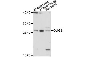 Western blot analysis of extracts of various cell lines, using OLIG3 antibody (ABIN6290717) at 1:3000 dilution. (OLIG3 抗体)
