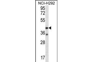 F2RL2 Antibody (N-term) (ABIN656222 and ABIN2845538) western blot analysis in NCI- cell line lysates (35 μg/lane). (F2RL2 抗体  (N-Term))