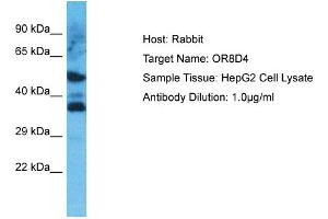 Western Blotting (WB) image for anti-Olfactory Receptor, Family 8, Subfamily D, Member 4 (OR8D4) (C-Term) antibody (ABIN2791785)
