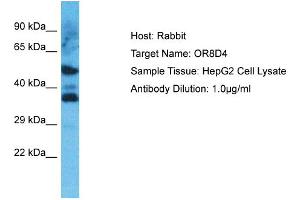 Host: Rabbit Target Name: OR8D4 Sample Type: HepG2 Whole Cell lysates Antibody Dilution: 1. (OR8D4 抗体  (C-Term))