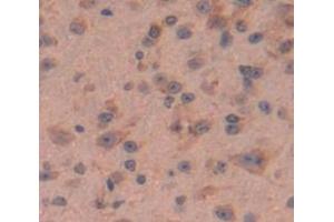 IHC-P analysis of Mouse Tissue, with DAB staining. (MIF 抗体  (AA 4-112))