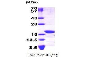 Figure annotation denotes ug of protein loaded and % gel used. (NADH Dehydrogenase (Ubiquinone) Fe-S Protein 4, 18kDa (NADH-Coenzyme Q Reductase) (NDUFS4) (AA 43-175) Peptide)