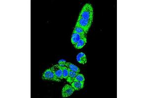 Confocal immunofluorescent analysis of FAH Antibody (N-term) (ABIN655906 and ABIN2845306) with HepG2 cell followed by Alexa Fluor 488-conjugated goat anti-rabbit lgG (green). (FAH 抗体  (N-Term))