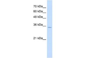 RNF39 antibody used at 1 ug/ml to detect target protein. (RNF39 抗体  (N-Term))
